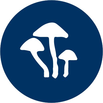 Decoderm Icon Pilze 1